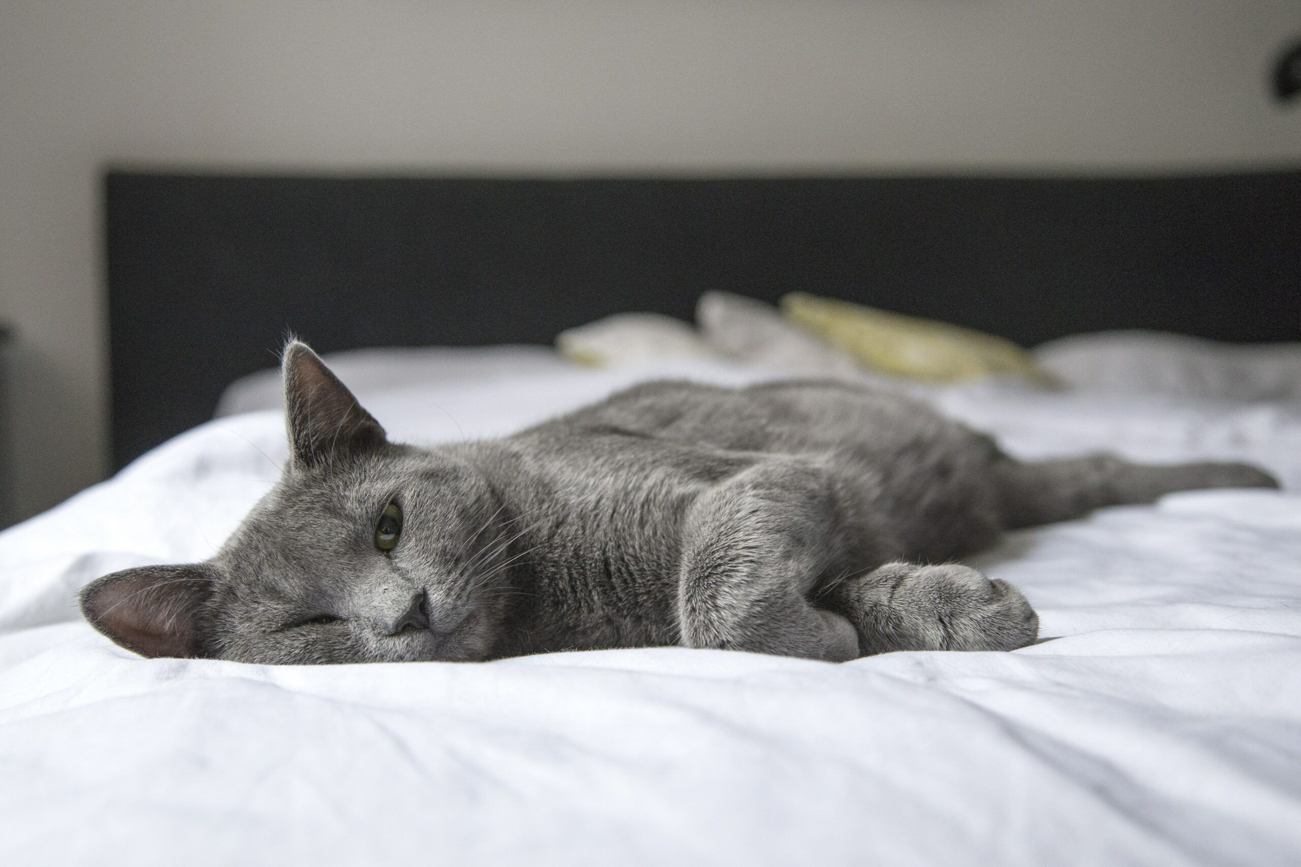 cat-in-bed