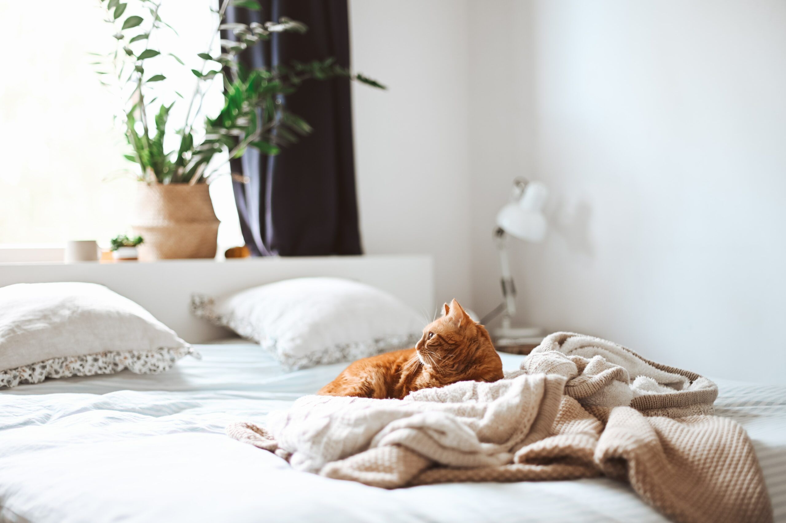 cat-lying-in-bed